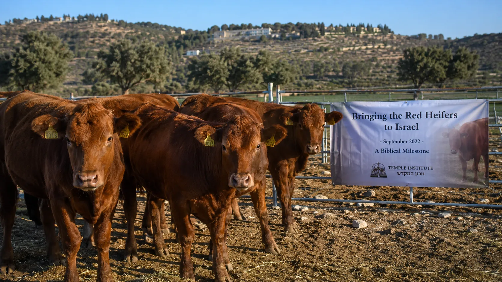Fünf rote Kühe kommen nach Israel